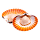 гребешок